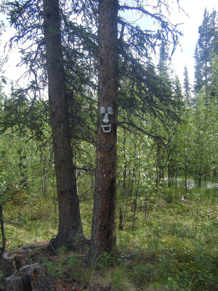 The Perch Resort Denali Park Esterno foto