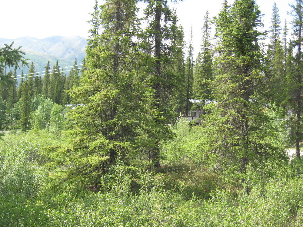 The Perch Resort Denali Park Esterno foto
